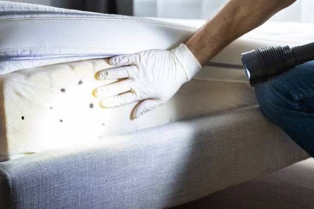 Best Pest Control Near Me  in Island City, OR