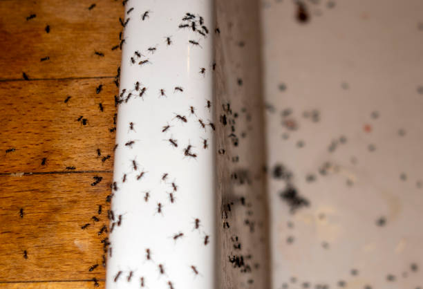 Best Pest Prevention Services  in Island City, OR