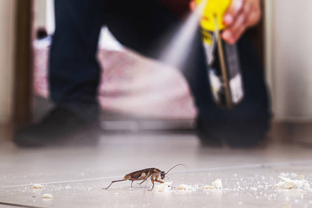 Best Affordable Pest Control Services  in Island City, OR