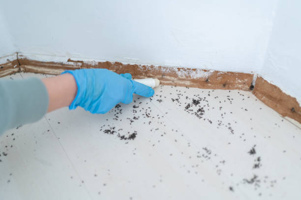 Best Ant Control Services  in Island City, OR